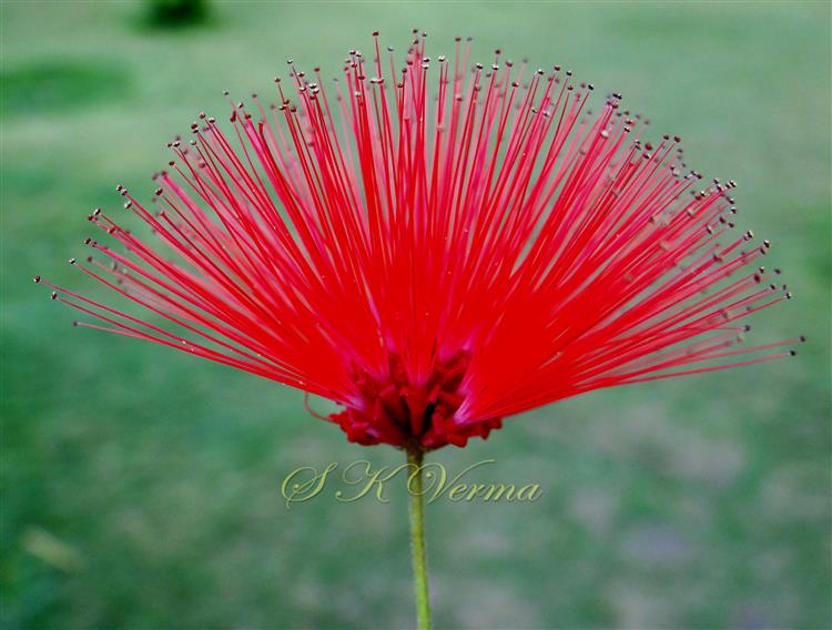  Flower Head